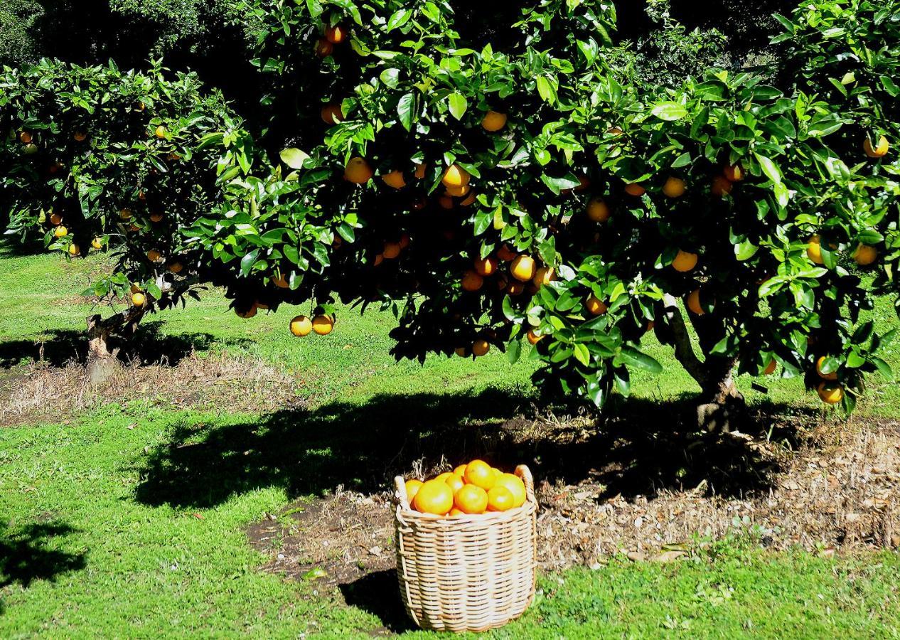 Rosecliffe Farm Cottages Pomona Buitenkant foto
